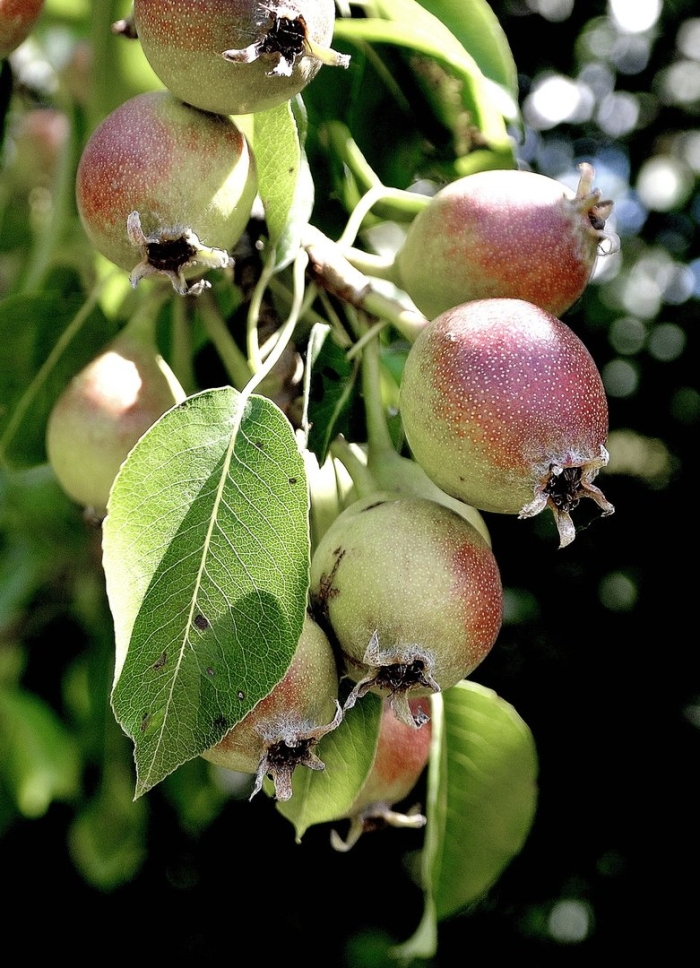 Груша уссурийская плоды