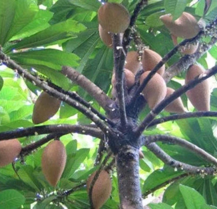 Мармеладное дерево сапота