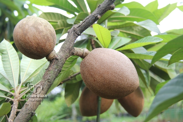 Кубинский фрукт мамея