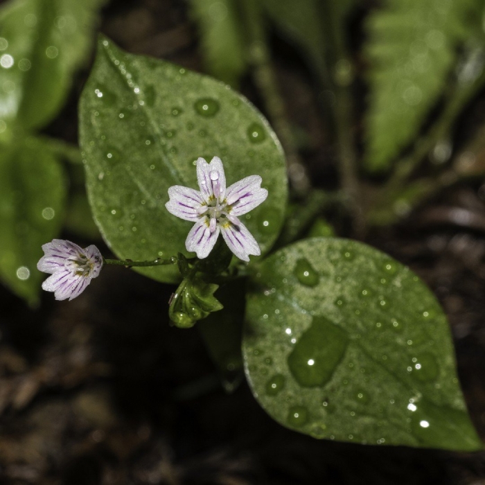 Claytonia sibirica