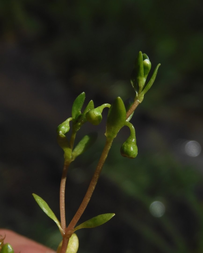 Монция ручейная