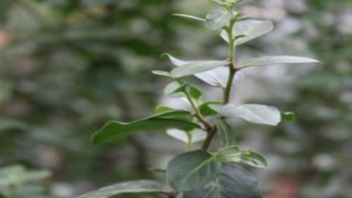 Лох серебристый elaeagnus commutata