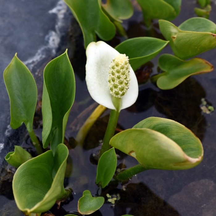 Белокрыльник болотный calla palustris