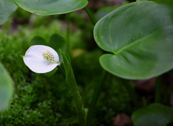 Растение белокрыльник болотный