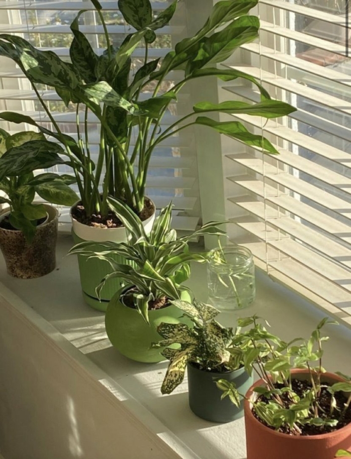 Растение комнатное