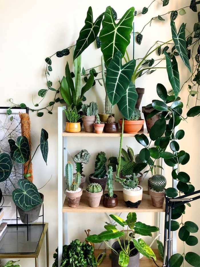 Суккуленты комнатные