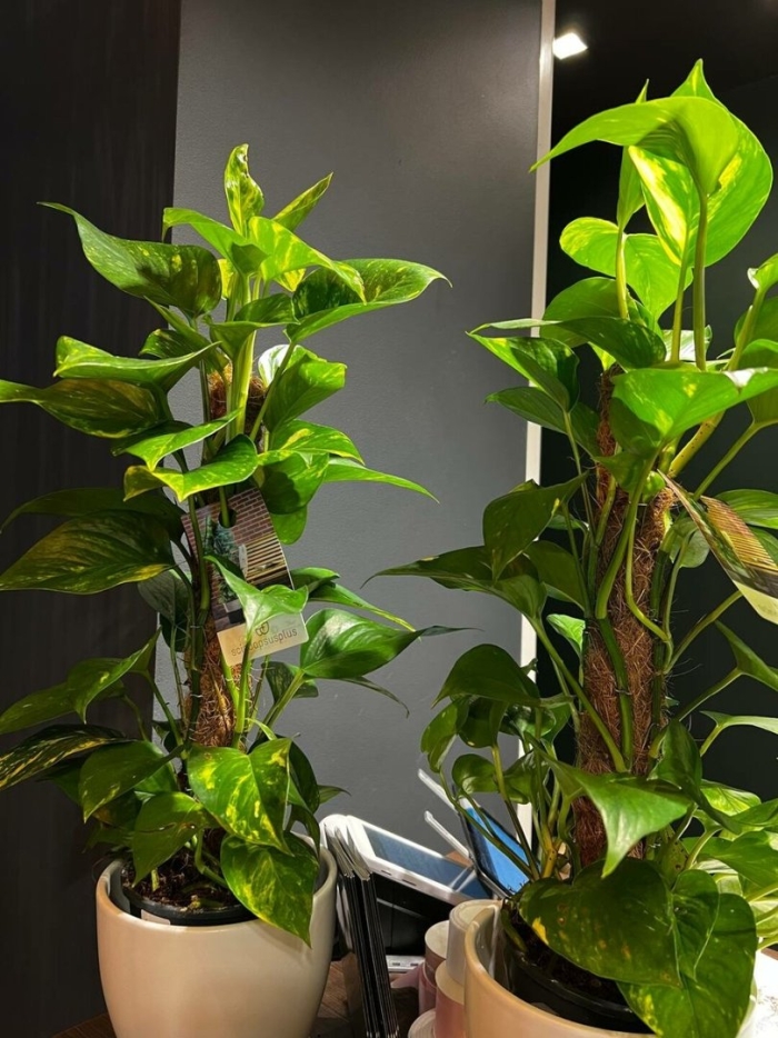 Эпипремнум перистый пиннатум