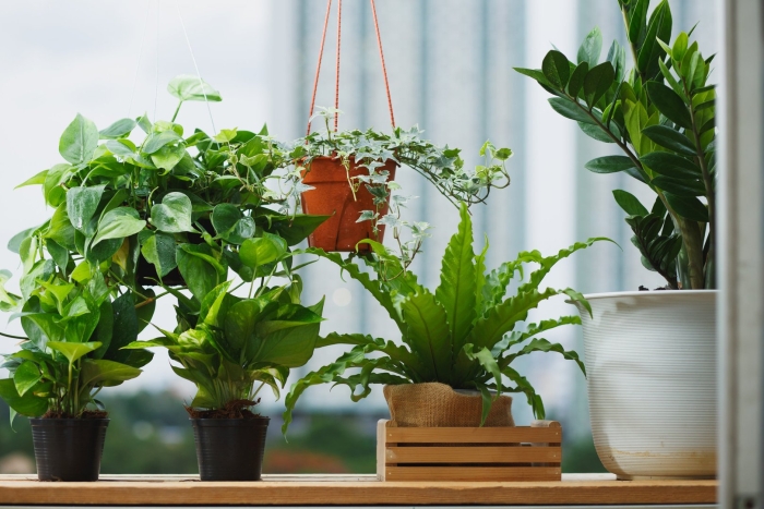 Полезные растения для дома