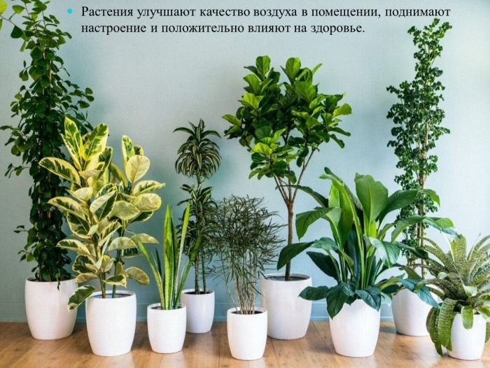 Самые неприхотливые комнатные растения