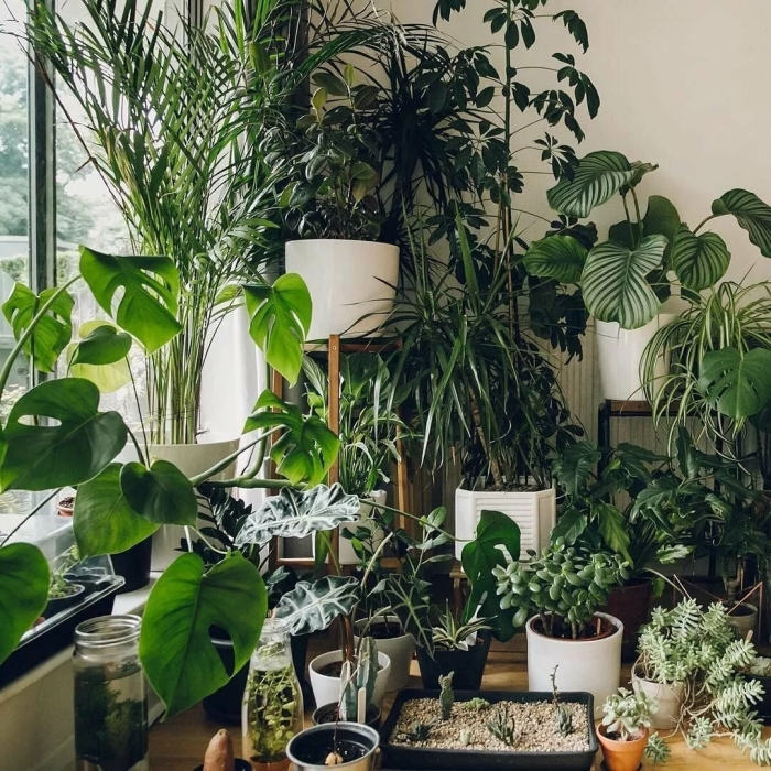 Монстера houseplants