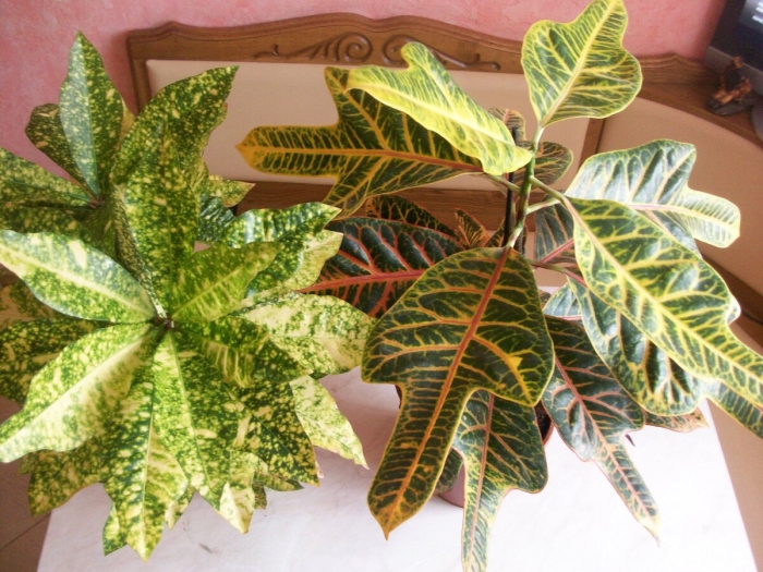 Кротон кодиеум экселент