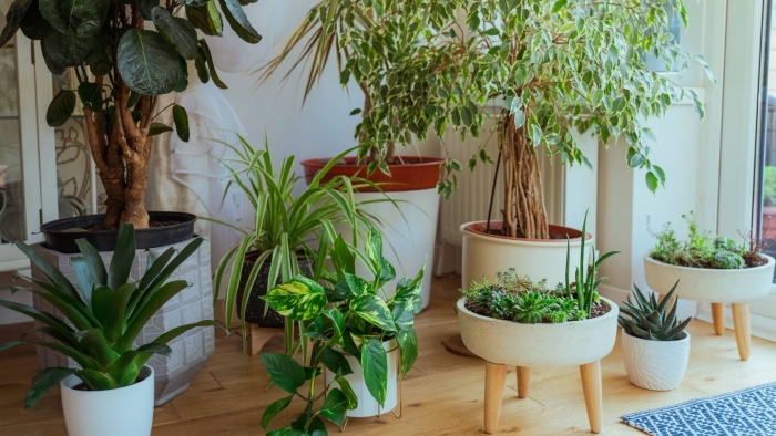 Крупные комнатные растения