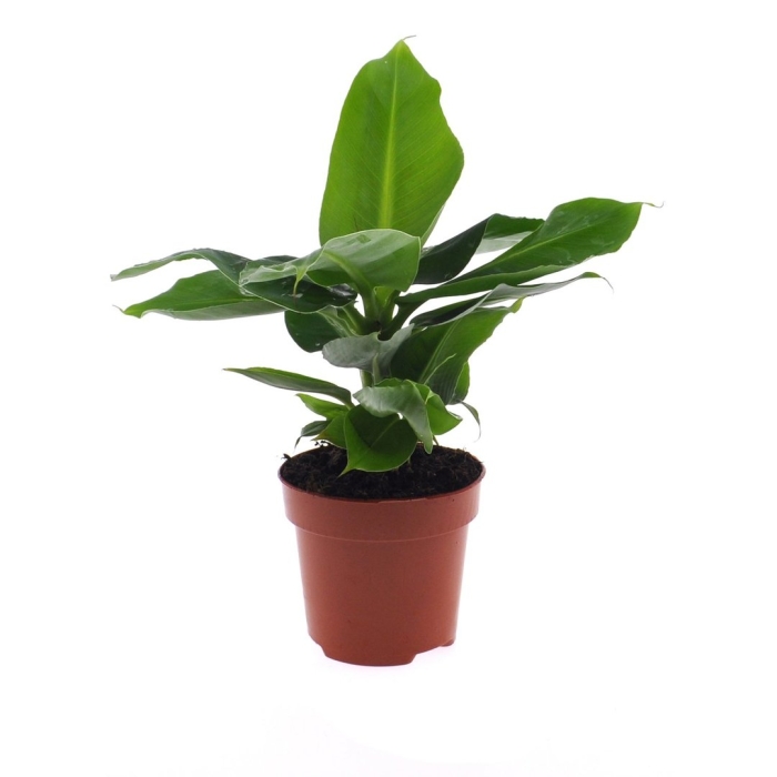 Банан муса тропикана