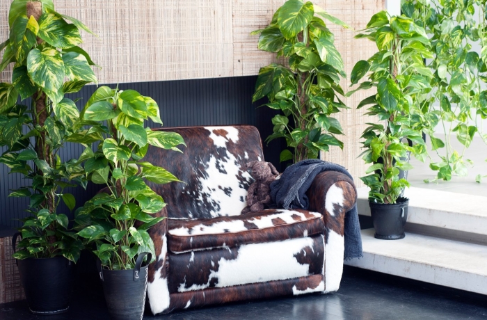 Лиана эпипремнум