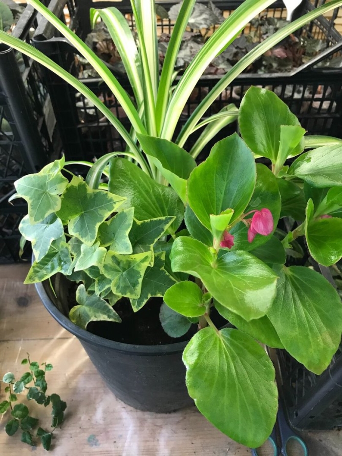 Бегония элатиор отцвела