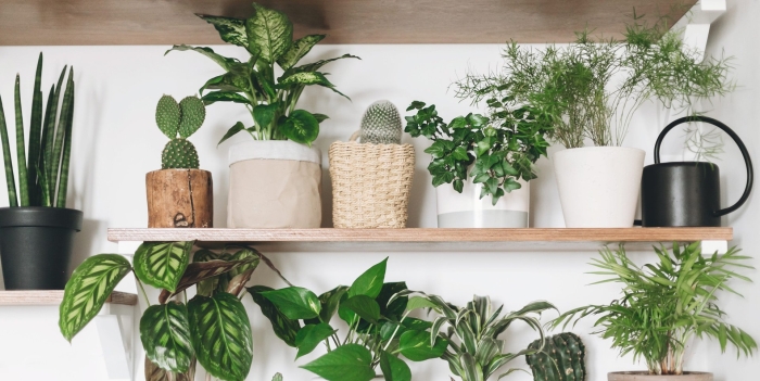 Plants for the home