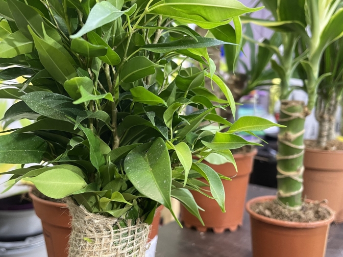 Фикус бенджамина наташа