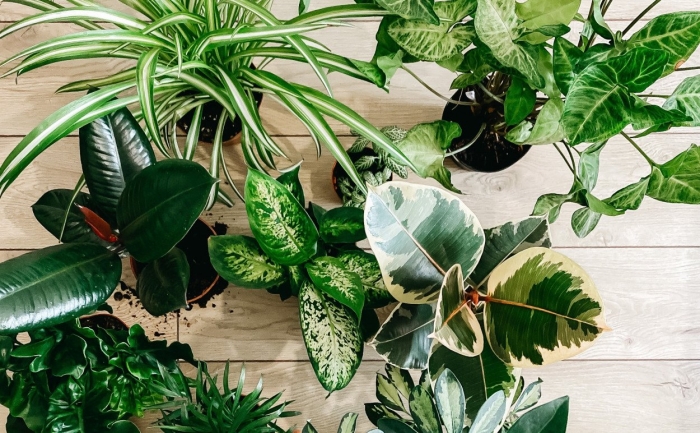 Выставка комнатных растений