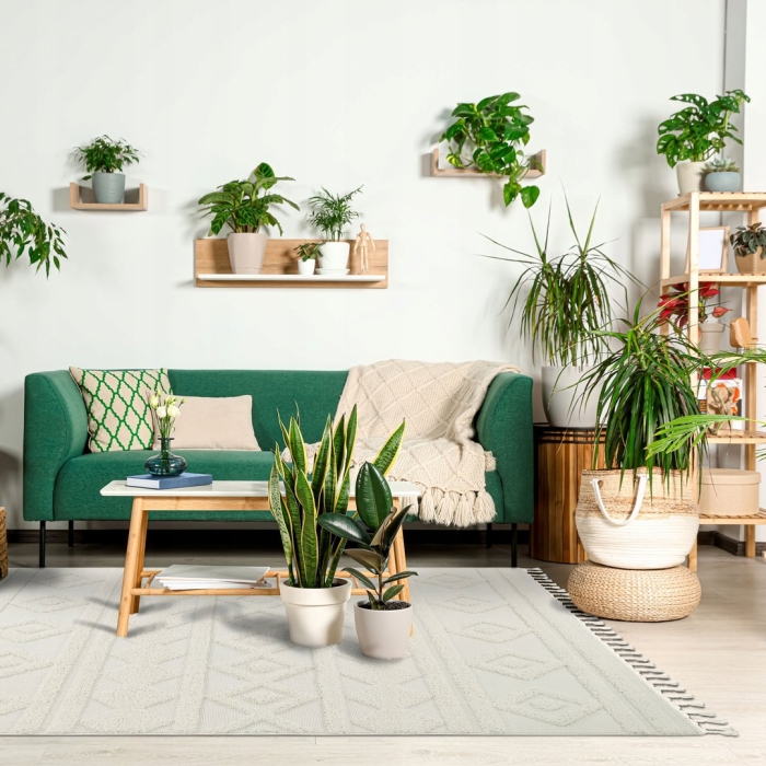 Самые неприхотливые комнатные растения для квартиры