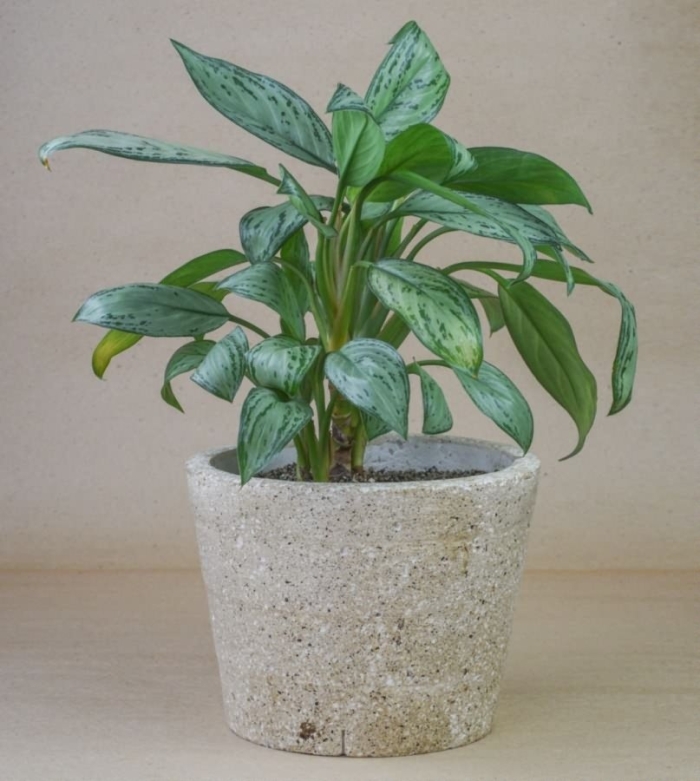 Аглаонема сильвер квин