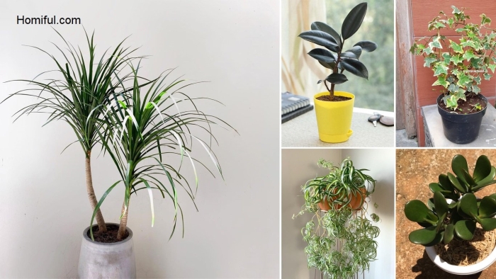 Драцена маргината