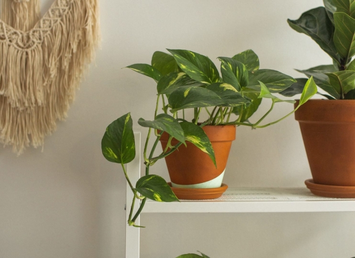 Эпипремнум голден потос