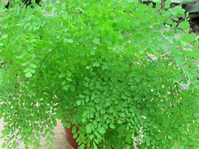 Папоротник адиантум