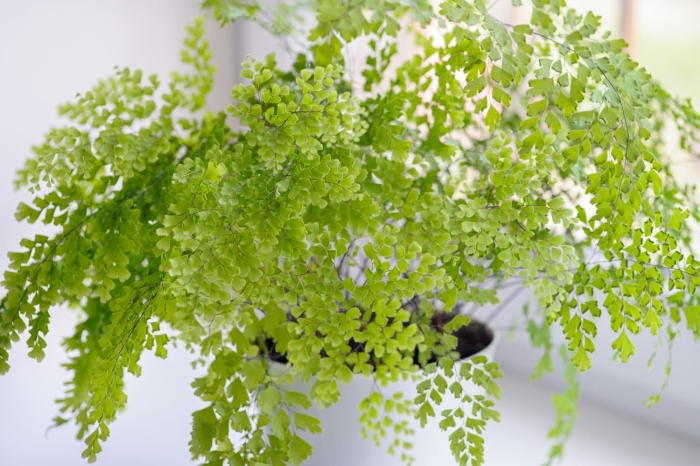 Адиантум папоротник