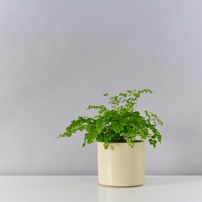 Нефролепис комнатное растение