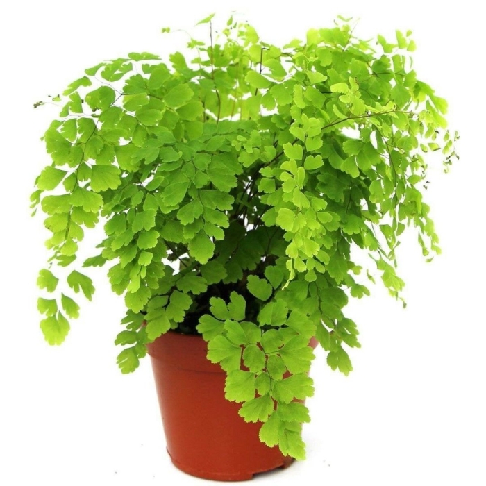 Папоротник адиантум венерин