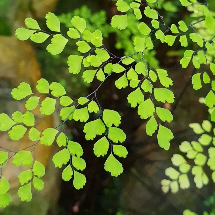 Папоротник адиантум венерин