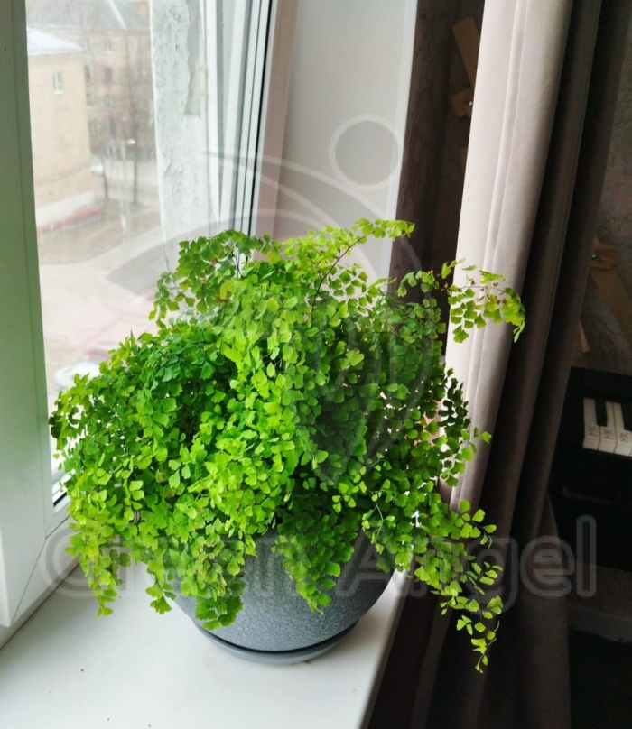 Адиантум венерин волос