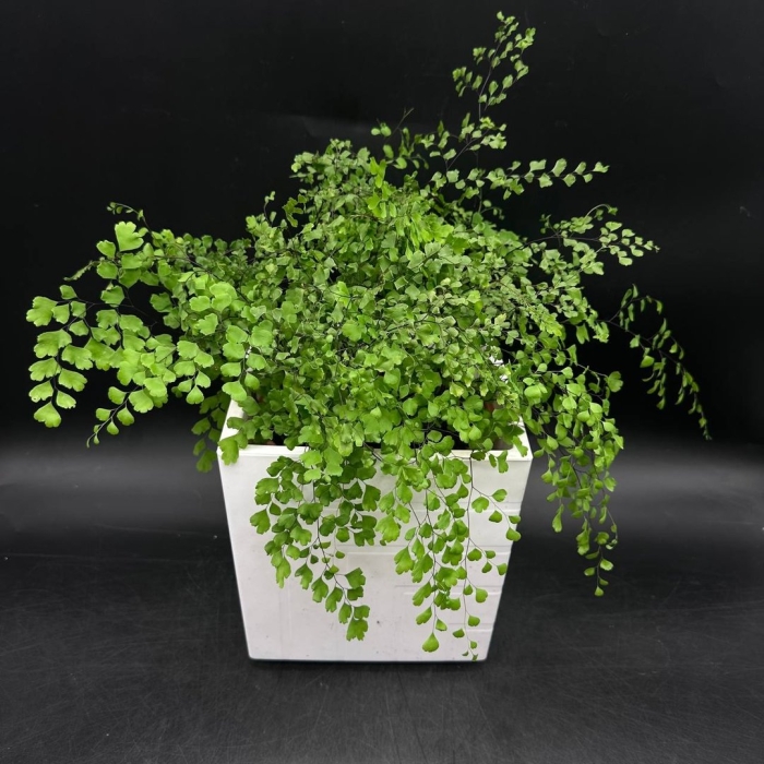 Папоротник адиантум венерин