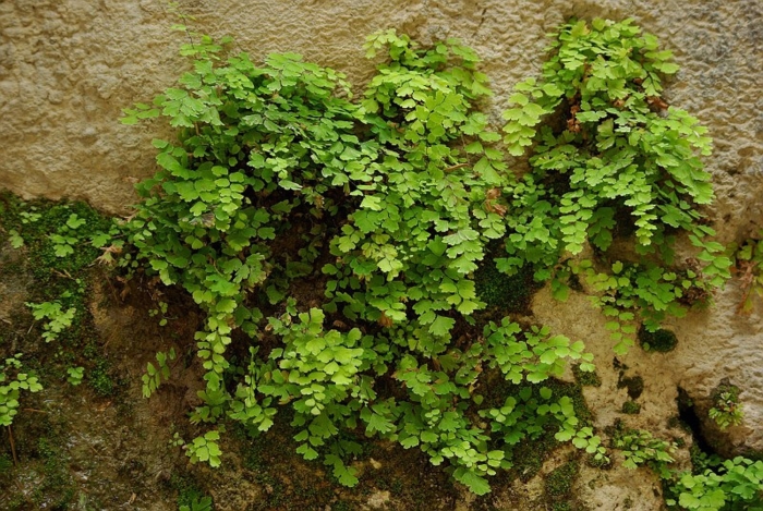 Папоротник венерин волос