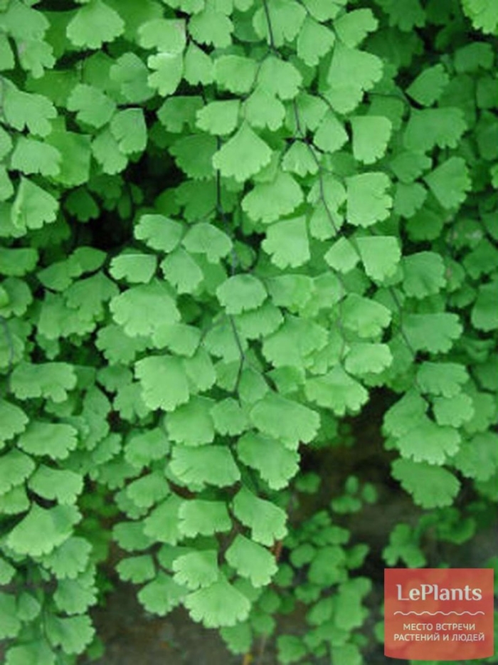 Адиантум тонколистник