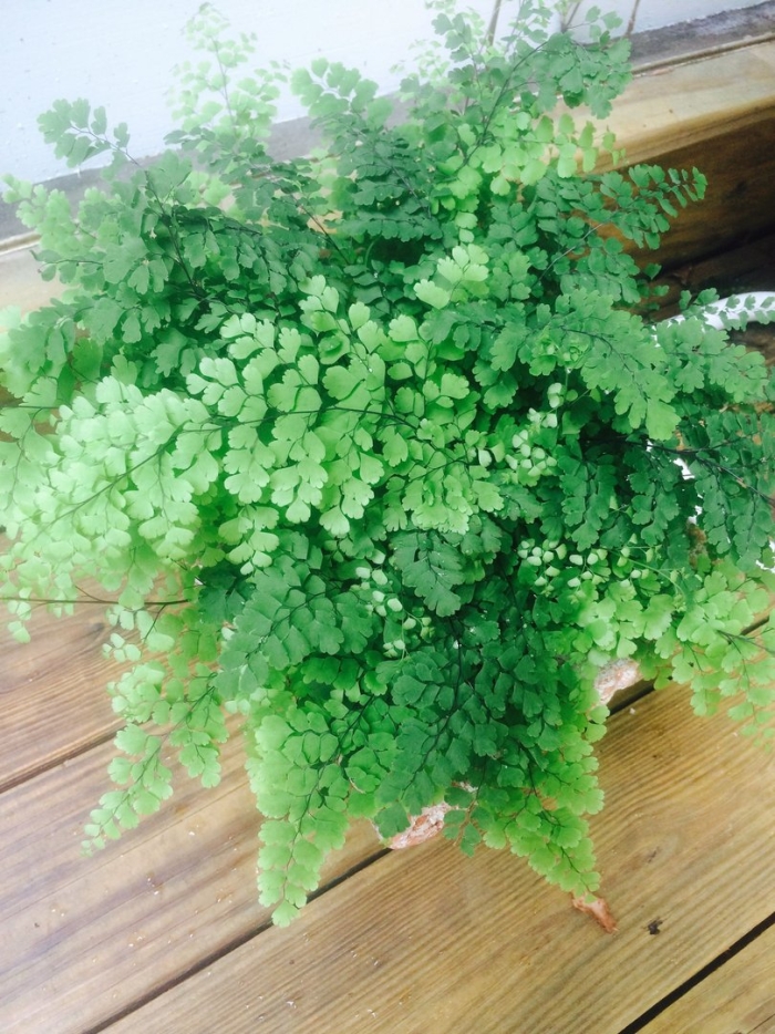 Папоротник адиантум