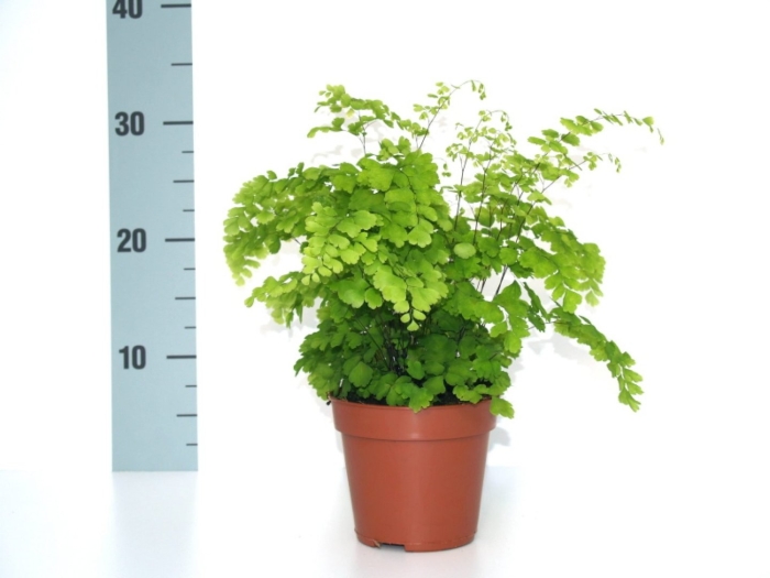 Адиантум раддианум