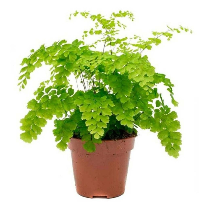 Адиантум fragrans