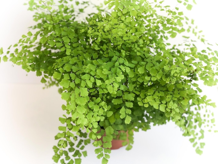 Адиантум венерин волос