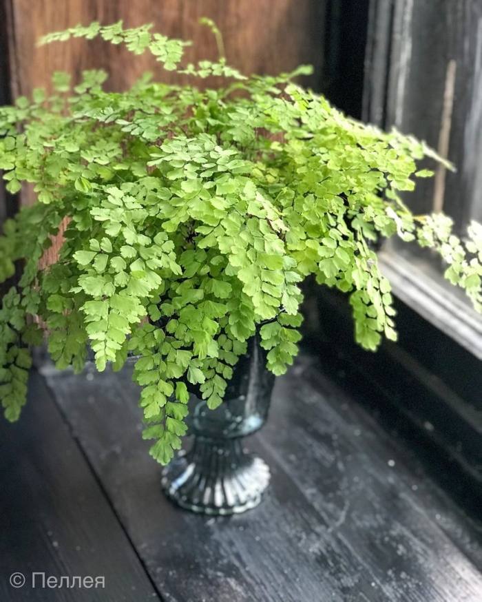 Адиантум fragrans