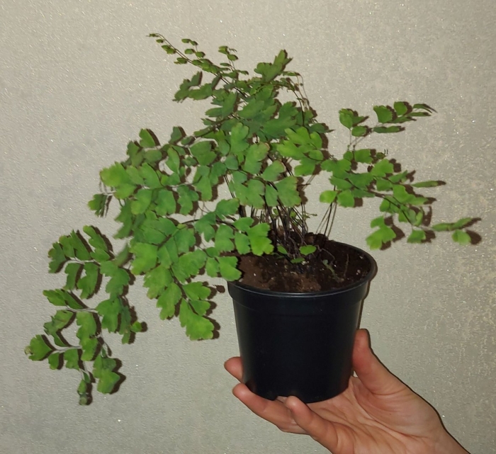 Адиантум венерин волос