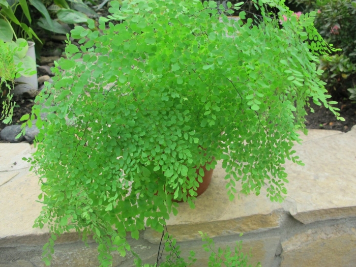 Адиантум венерин растение