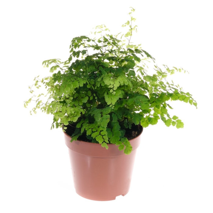 Адиантум фрагранс d12 h25