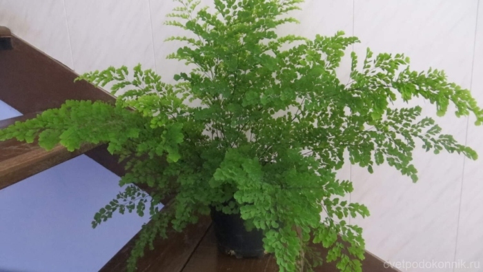 Адиантум лиза