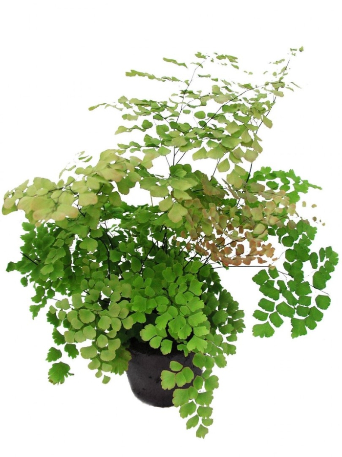 Папоротник адиантум фарлейский