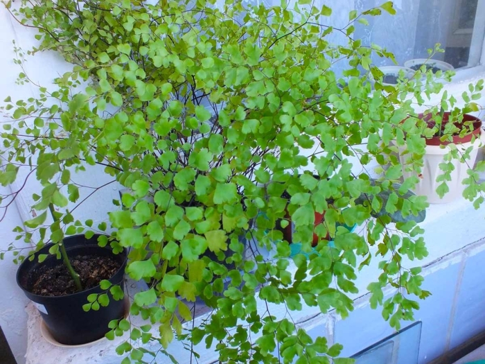 Адиантум венерин волос