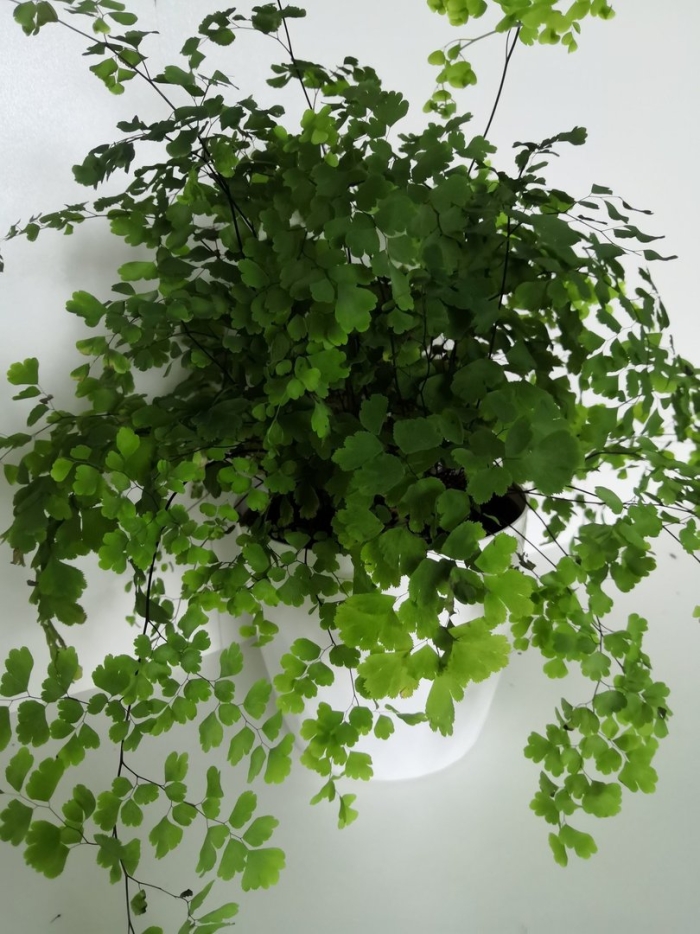 Адиантум венерин волос