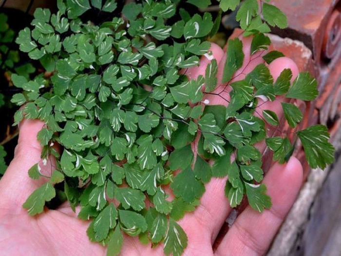 Венерин волос