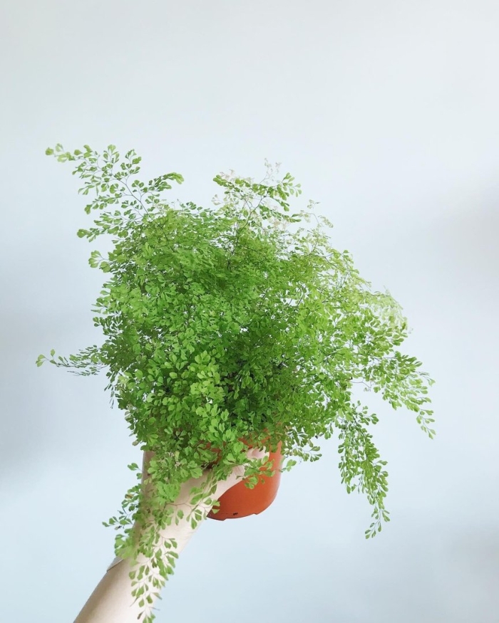 Адиантум лиза