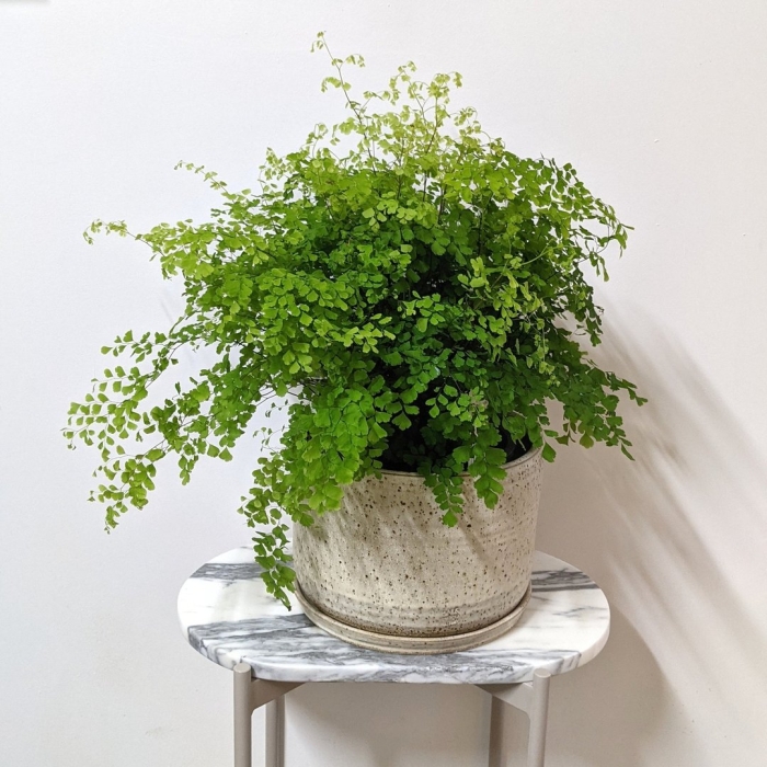 Папоротник адиантум